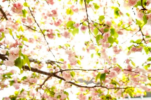 Nice sakura background Stock Photos