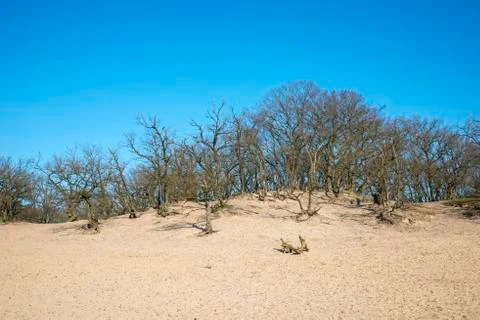Nice sand waves with trees and blue sky Stock Photos