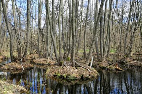 Nice scene with bog in forest Stock Photos