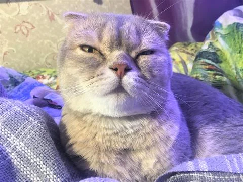 Nice scottish grey cat on the bed with blanket Stock Photos