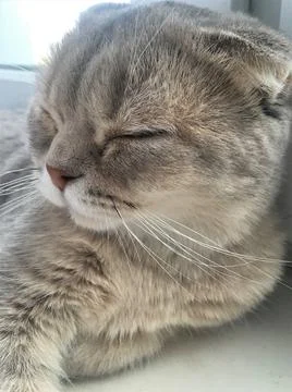 Nice scottish grey cat on the bed with blanket Stock Photos