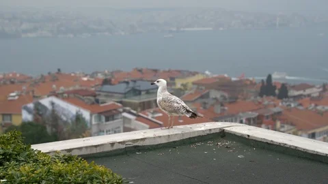 Nice sea gull waiting on wall Stock Footage 128947241