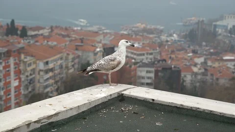 Nice sea gull waiting on wall Stock Footage 128947278