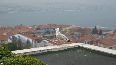 Nice sea gull waiting on wall Stock Footage 128948116