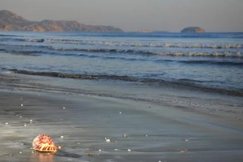 Nice sea shell Stock Photos