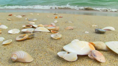 Nice sea shells on the sandy beach Stock Footage 23847400