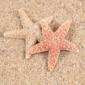 Nice sea shells on the sandy beach taken closeup, shell border or frame Stock Photos