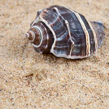 Nice sea shells on the sandy beach taken closeup Stock Photos