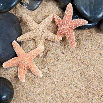 Nice sea shells on the sandy beach taken closeup, shell border or frame Stock Photos