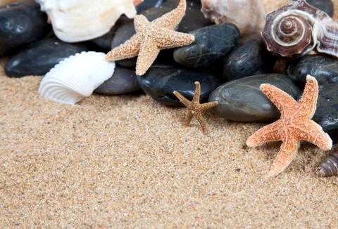Nice sea shells on the sandy beach taken closeup Stock Photos