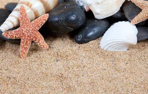 Nice sea shells on the sandy beach taken closeup Stock Photos