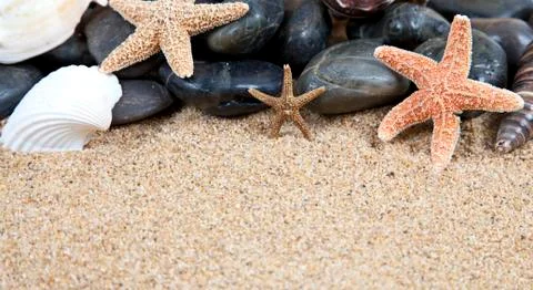 Nice sea shells on the sandy beach taken closeup, Stock Photos
