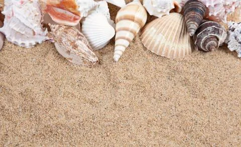 Nice sea shells on the sandy beach taken closeup, shell border or frame Stock Photos