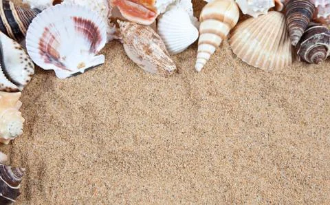Nice sea shells on the sandy beach taken closeup, shell border or frame Stock Photos