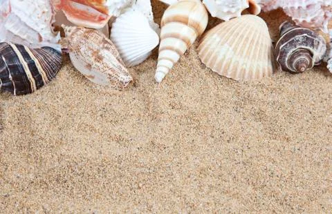 Nice sea shells on the sandy beach taken closeup, shell border or frame Stock Photos