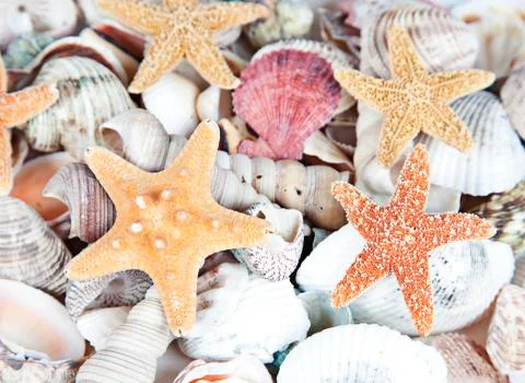 Nice sea shells on the sandy beach taken closeup, shell border or frame Stock Photos