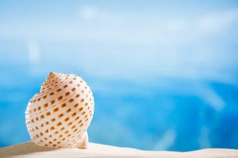 Nice seashell  with ocean , beach and seascape, shallow dof Stock Photos
