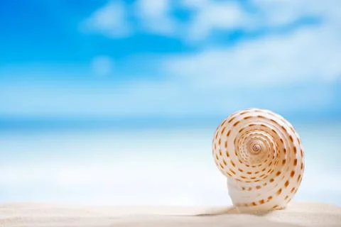 Nice seashell  with ocean , beach and seascape, shallow dof Stock Photos