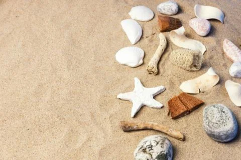 Nice Seashells on beach Foto stock