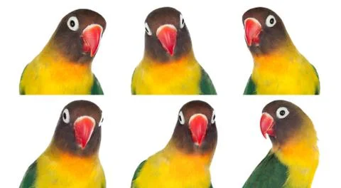 Nice sequence with portraits of a parrot Stock Photos