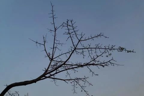 Nice shape of abstract dried tree branch against sunset sky? Stock Photos