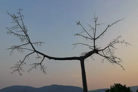 Nice shape of abstract dried tree branch against sunset sky? Stock Photos