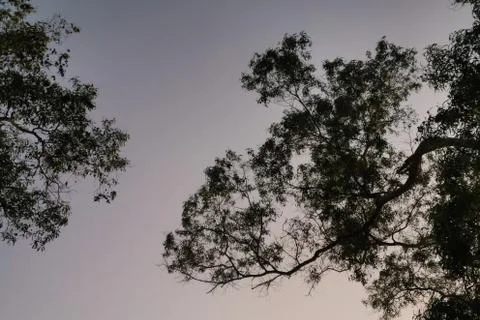 Nice shape of abstract dried tree branch against sunset sky? Stock Photos