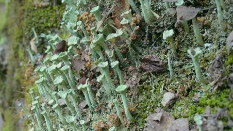Nice shaped lichens growing in the dark side of the rocky mountain Stock Footage 118776529