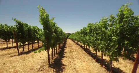 Nice shoot grape vines napa valley sonoma county vineyard travel visitor footage Stock Footage 78011602