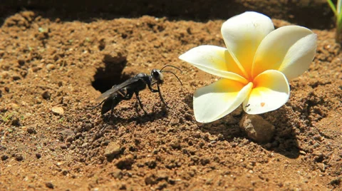 A nice shot of a busy black digger wasp taking sand out a hole  Stock-Footage 36011127