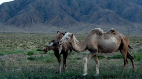 Nice shot of a group of camels crossing the road in Kol Ukok,Kyrgyzstan. Stock Footage 346478254