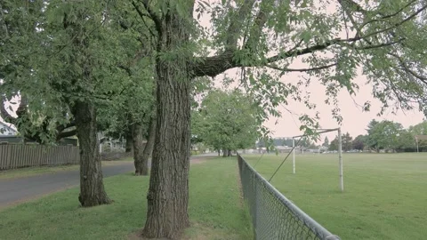 A Nice Shot of a Tree in the Foreground Stock Footage 154482578
