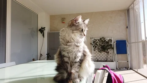 Nice silver cat of siberian breed sitting outdoor Vídeo Stock 125910536