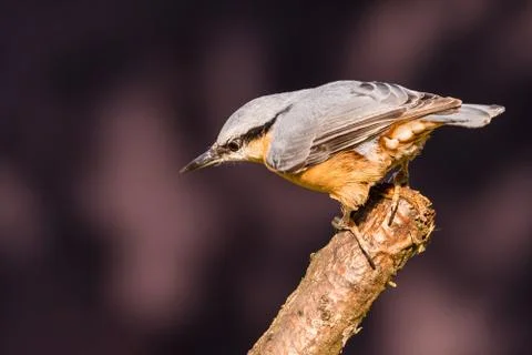 Nice single Nuthatch bird perched on twig Stock Photos