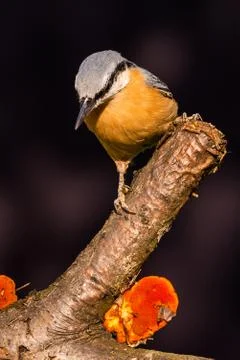 Nice single Nuthatch perched on twig with mushroom Stock Photos
