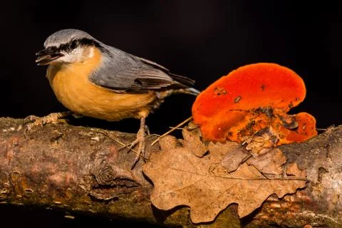 Nice single Nuthatch perched on twig with seed in beak Stock Photos