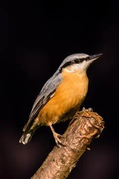 Nice single Nuthatch perched on twig Stock Photos