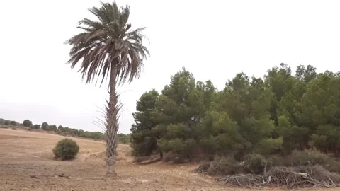Nice single palm tree with some trees behind Stock Footage 140364531
