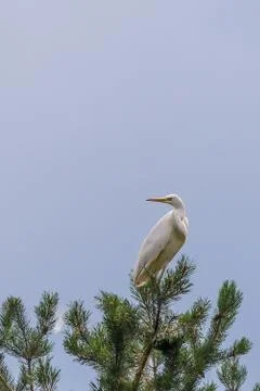 Nice single white heron perched on pine tree Stock Photos