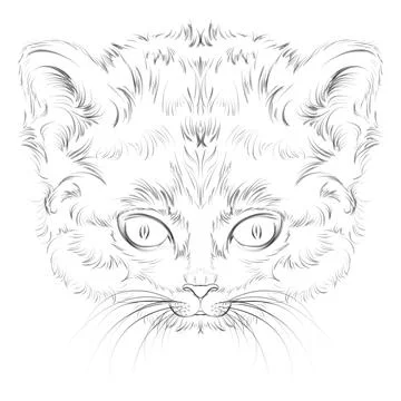 Nice sketch of a kitten's head Illustrazione stock