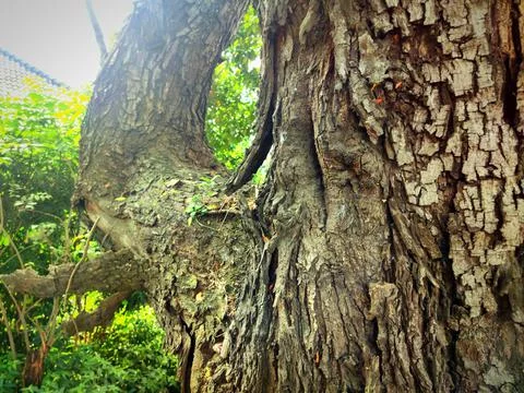 Nice skin tree Stock Photos