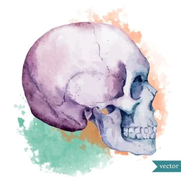Nice skull Stock Illustration