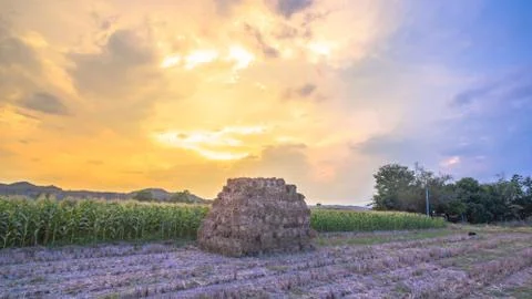 Nice sky on corn fields Stock Photos