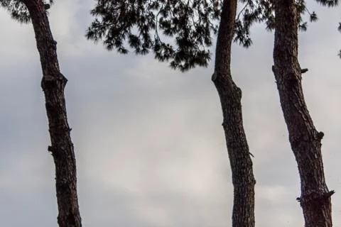 A Nice Sky View and Trees Stock Photos