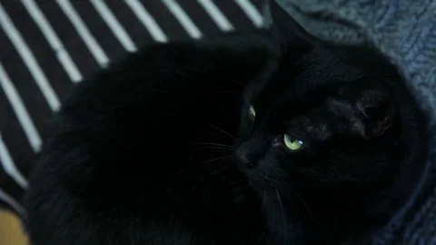 Nice sleepy black cat sitting on bed. Close-up of domestic animal, natural, nice Stock-Footage 100129037
