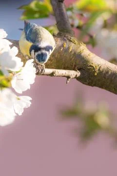 Nice small blue tit on cherry tree with several blooms eats seeds Stock Photos