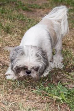 Nice small dog Stock Photos