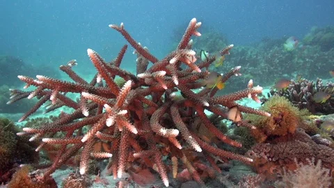 Nice small fish on sunny day in the corals in Zulu sea Video stock 89683005