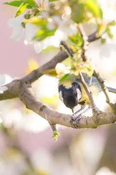 Nice small great tit on cherry tree with several blooms eats seeds Stock Photos