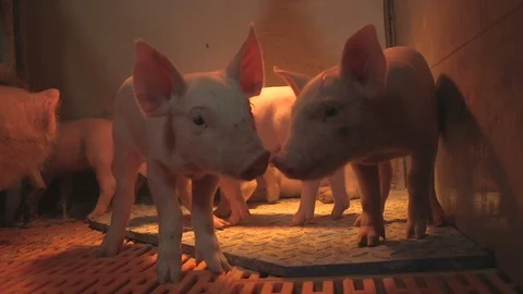 Nice small piglets standing, lying and smelling under red lamps in a pigfarm Stock Footage 107609668